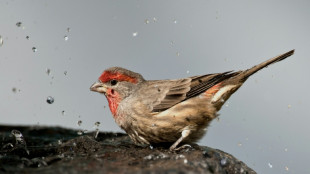Farmacia natural: el sorprendente instinto curativo de los animales