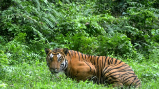 La preservaci&oacute;n de tigres en India tambi&eacute;n sirve para luchar contra el cambio clim&aacute;tico