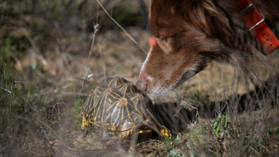 En Afrique du Sud, des chiens renifleurs &agrave; la rescousse de tortues bossel&eacute;es 