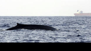 Gigante del transporte mar&iacute;timo cambia rutas para evitar las colisiones con ballenas de Sri Lanka