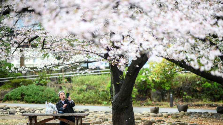 AI tool aims to help conserve Japan's cherry trees