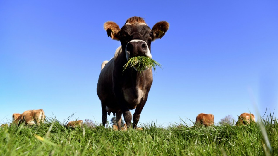 La Nouvelle-Z&eacute;lande veut taxer les pets de vaches