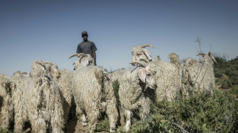 Global mohair supply flourishes in South Africa's desert