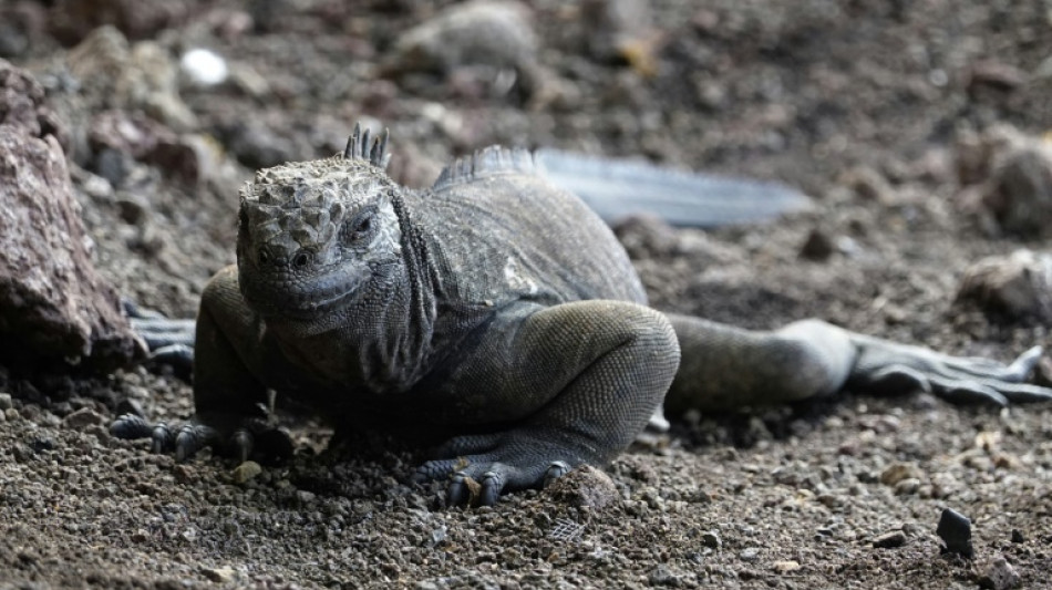 Des iguanes disparus il y a un si&egrave;cle se reproduisent &agrave; nouveau aux Galapagos