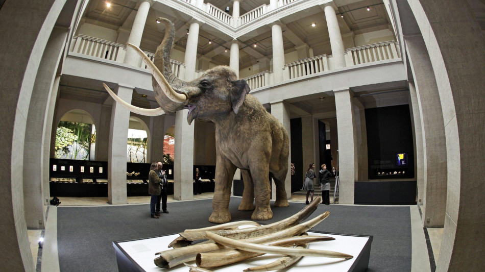 Nei molari fossili il diario segreto degli elefanti di 125mila anni fa