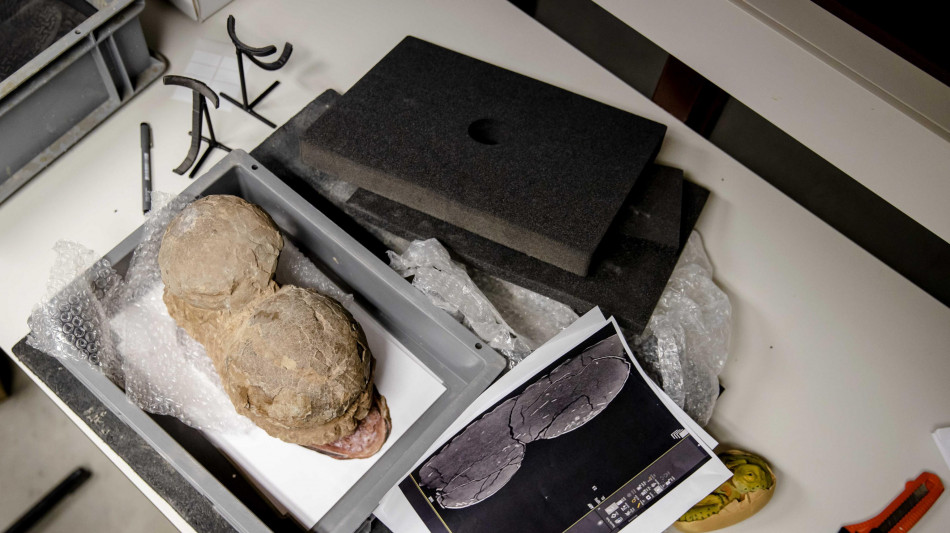 Indagini hi-tech svelano la storia di due uova di dinosauro