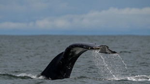 Sans r&eacute;duction des gaz &agrave; effet de serre, une extinction de masse possible dans les oc&eacute;ans