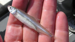 Un petit poisson "bouc &eacute;missaire" de Trump apr&egrave;s les incendies de Los Angeles