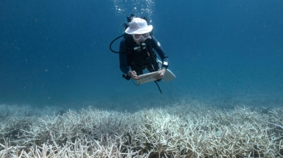 Comment restaurer les r&eacute;cifs coralliens peut contribuer &agrave; les pr&eacute;server