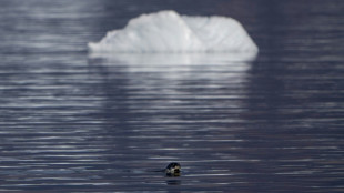 Rote Liste der Weltnaturschutzunion: Arktische Robben immer stärker gefährdet