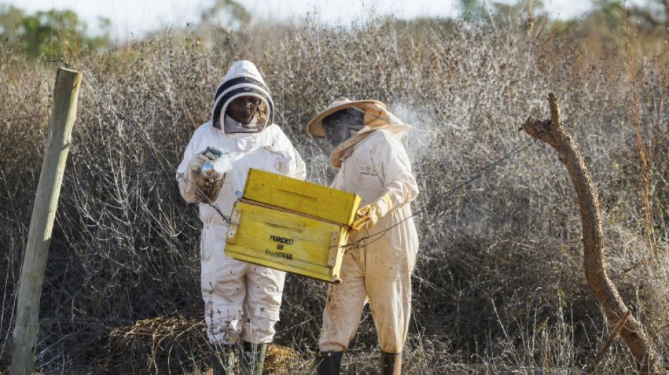 Au Kenya, les abeilles comme solution au conflit entre &eacute;l&eacute;phants et &ecirc;tres humains