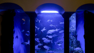 Stazione zoologica Dohrn lancia podcast su biodiversit&agrave; marina