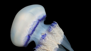 Le meduse dormono quanto gli umani per proteggere il Dna dei neuroni