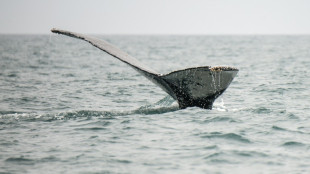 Z&ouml;llner in Mannheim finden Walfleisch in Postsendung aus Norwegen