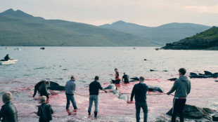 Aux F&eacute;ro&eacute;, la chasse aux c&eacute;tac&eacute;s a repris