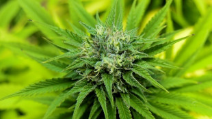 US-Repr&auml;sentantenhaus stimmt erneut f&uuml;r Legalisierung von Cannabis