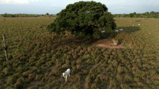 Brésil: la forêt amazonienne amputée d'une surface équivalente à l'Espagne en 40 ans