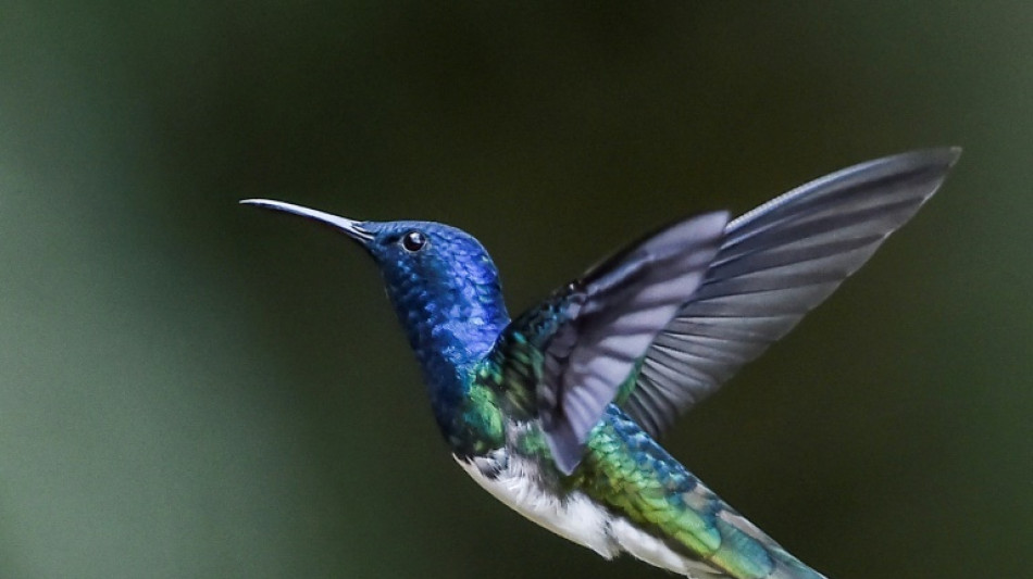Las colibr&iacute;es hembras se disfrazan de machos para competir por el n&eacute;ctar