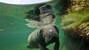 En Colombie, un b&eacute;b&eacute; lamantin et un couffin