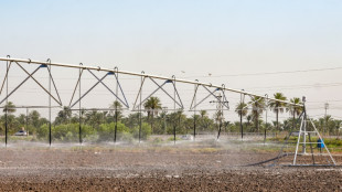 Farmers innovate to save Iraq's rice production&nbsp; &nbsp;