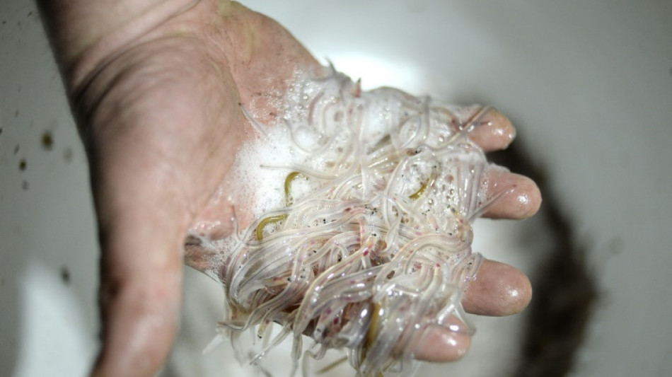 Val-de-Marne: jusqu'&agrave; cinq ans de prison ferme pour un trafic de civelles