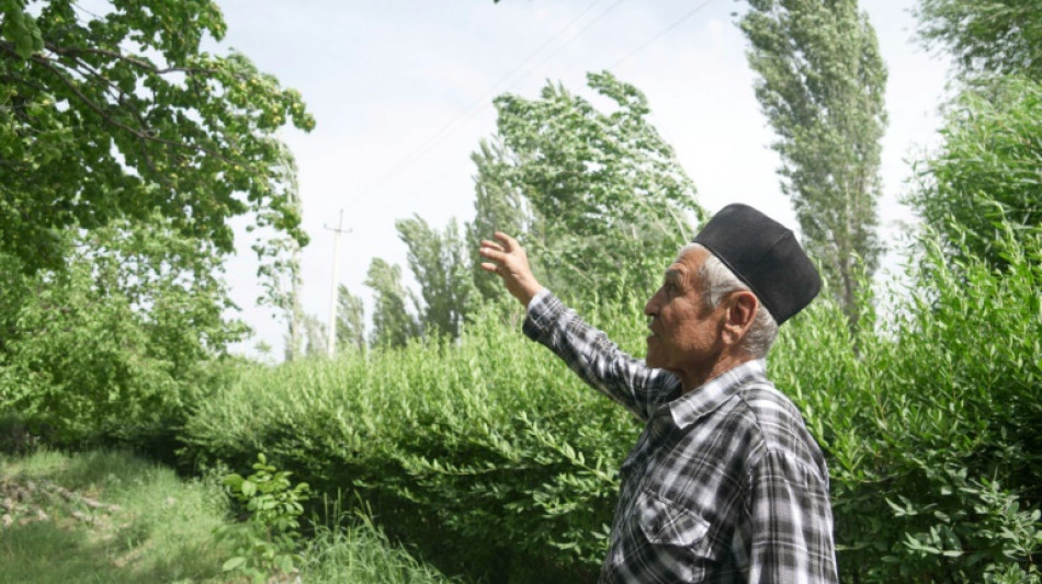 Tayikistán, capital centroasiática del albaricoque, hace frente a la crisis climática