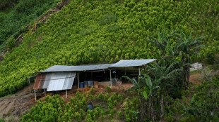 Mercado mundial de coca&iacute;na bate novo recorde com aumento do cultivo na Col&ocirc;mbia, diz ONU