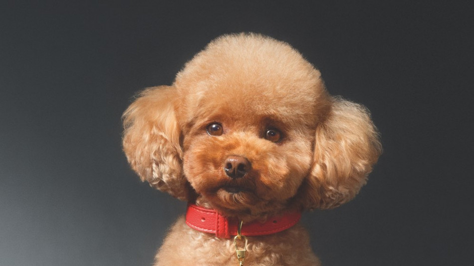 Profumi per cani, Dolce & Gabbana lancia Fef&egrave;