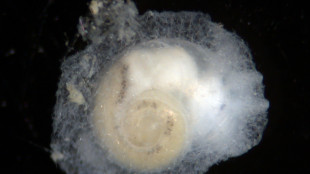 Degli abissi conosciamo solo lo 0,001%, meno del Molise