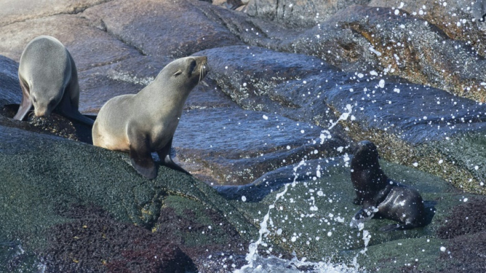 Isla de Lobos en el Atl&aacute;ntico pasa a ser &aacute;rea natural protegida de Uruguay