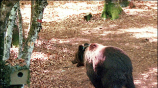 El oso afianza su presencia en los Pirineos
