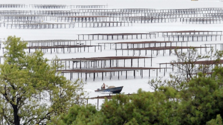 H&eacute;rault: les coquillages de l'&eacute;tang de Thau de retour sur les &eacute;tals apr&egrave;s la fin de la contamination