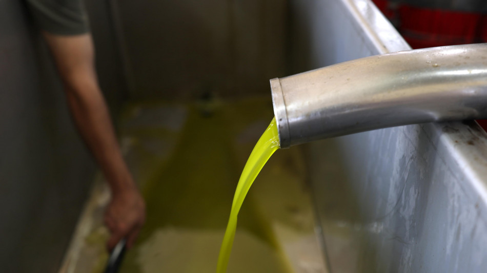 Ismea, 40 milioni per i frantoi a sostegno della filiera olivicola-olearia