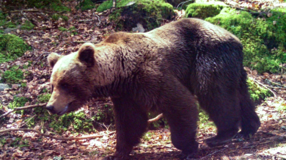 Nouvelle augmentation du nombre d'ours dans les Pyr&eacute;n&eacute;es en 2021