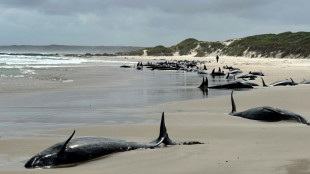 Australie: plus de 150 dauphins s'&eacute;chouent sur une plage de Tasmanie