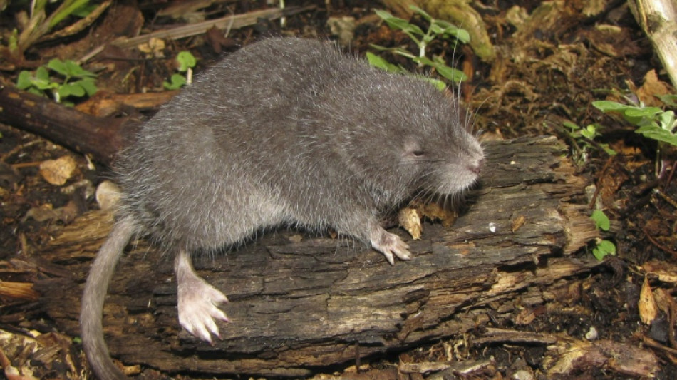 El descubrimiento de un roedor semiacuático en Machu Picchu sorprende a científicos peruanos