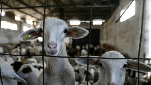 En Gr&egrave;ce, la feta p&acirc;tit d'une &eacute;pizootie chez les brebis
