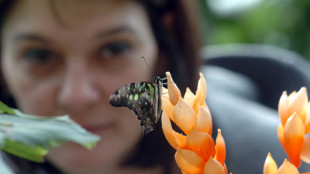 Il paese senza pi&ugrave; farfalle, negli Usa ridotte del 22%