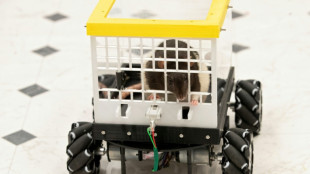 Ce que des rats au volant peuvent nous apprendre sur notre sant&eacute; mentale