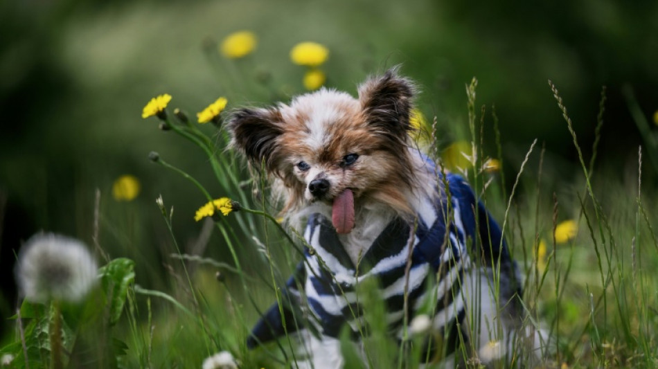 El perro considerado "el m&aacute;s viejo del mundo" muere a los 30 a&ntilde;os
