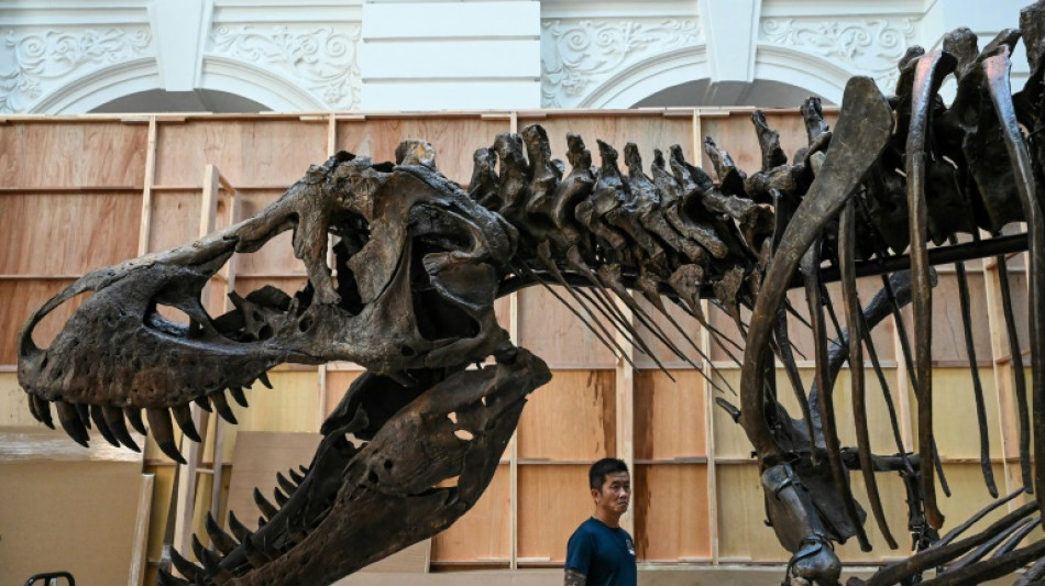 Un tiranosaurio rex ser&aacute; subastado en Singapur, una tendencia "perjudicial" seg&uacute;n expertos