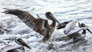 Venezuela declara alerta sanitaria por gripe aviar en pel&iacute;canos