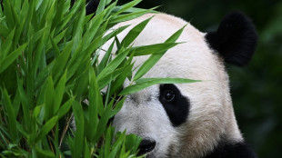 Pandas nacidos en el exterior ayudan a China a recuperar poblaci&oacute;n silvestre