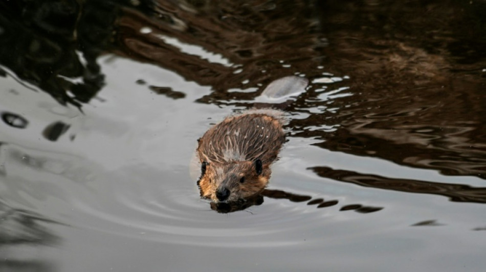 Des castors r&eacute;introduits &agrave; Londres apr&egrave;s 400 ans d'absence