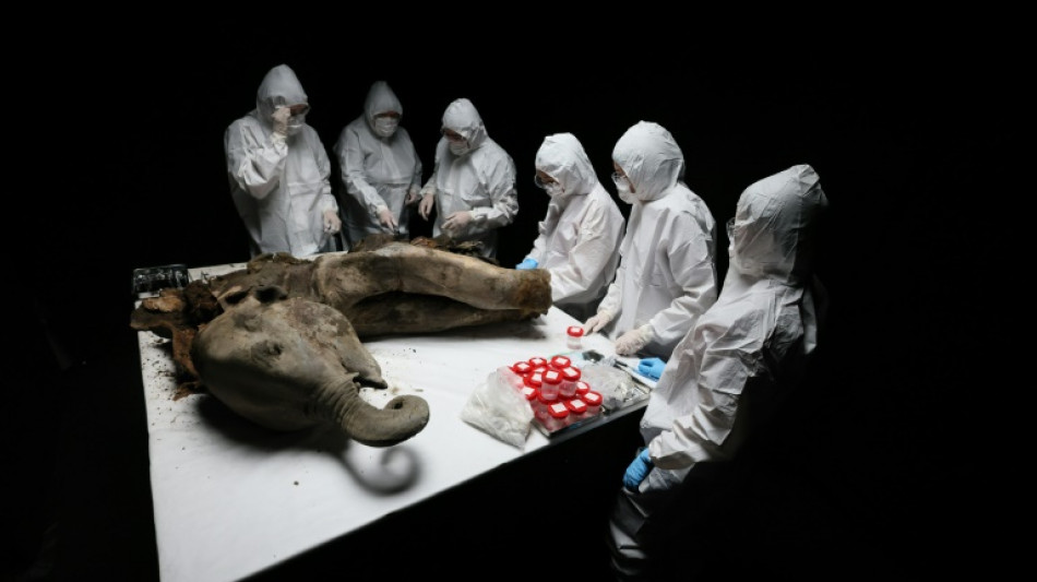 Cientistas realizam necrópsia em Yana, uma filhote de mamute de 130.000 anos