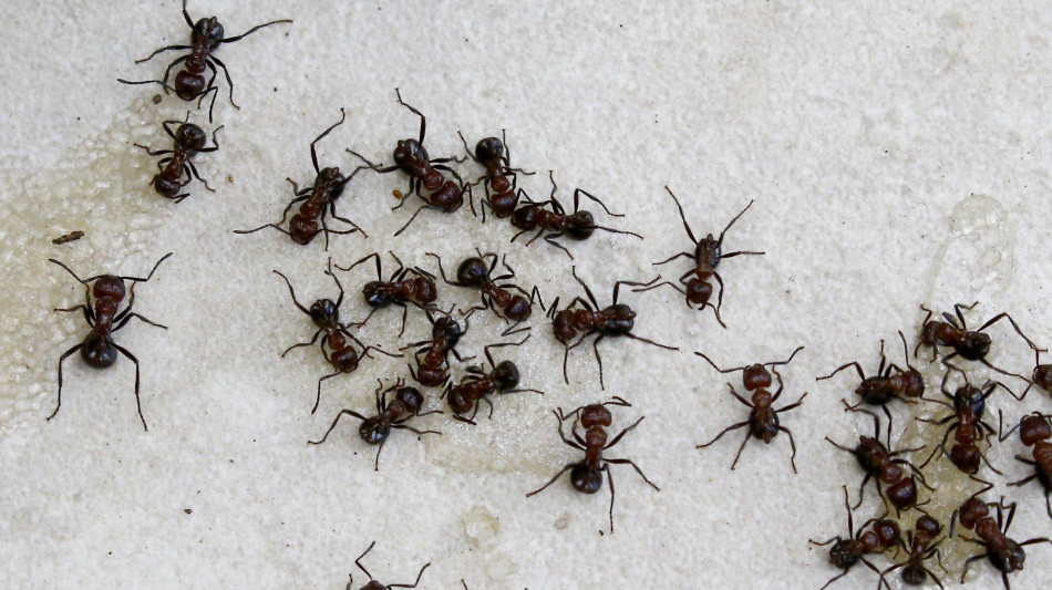 Contrabbando di formiche in Kenya, fermati due turisti belgi