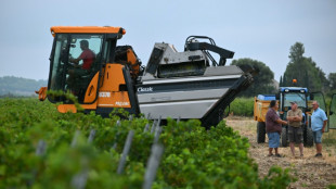 A l'est de l'Occitanie, vendanges pr&eacute;coces apr&egrave;s des mois de temp&eacute;ratures record