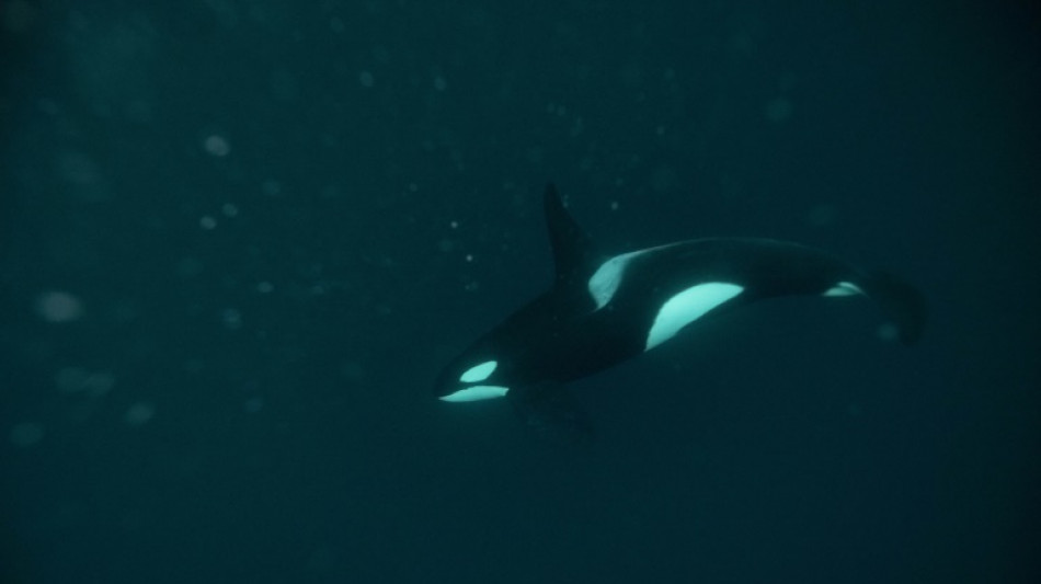 Une orque en tr&egrave;s grande difficult&eacute; entre Rouen et le Havre