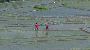 Svelati i segreti genetici del riso, arma contro crisi climatica