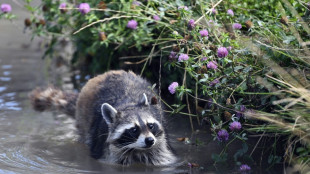 L'inarrêtable progression du raton laveur, sympathique envahisseur rapporté d'Amérique
